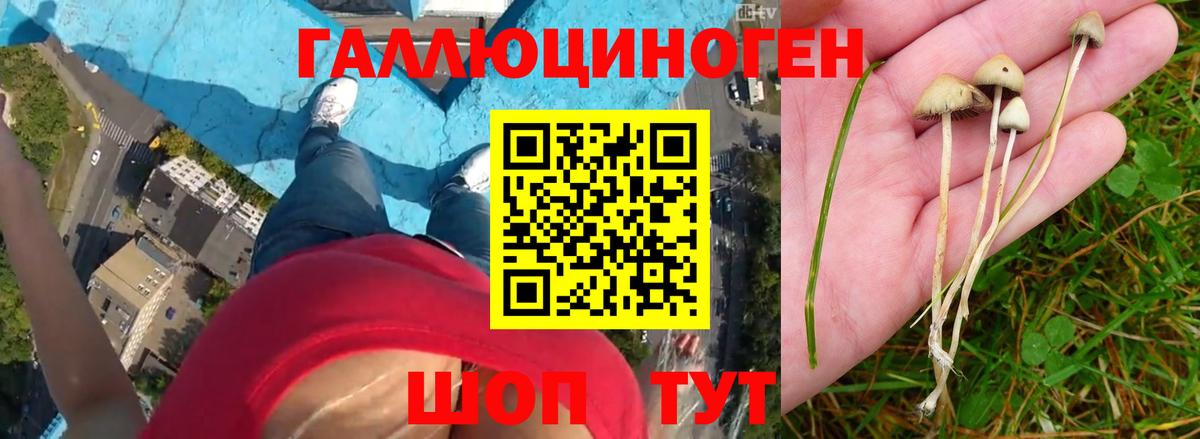 Псилоцибиновые грибы ЛСД  Галлюциногенные грибы Psilocybine cubensis  Медногорск  где купить   Вход с VPN 